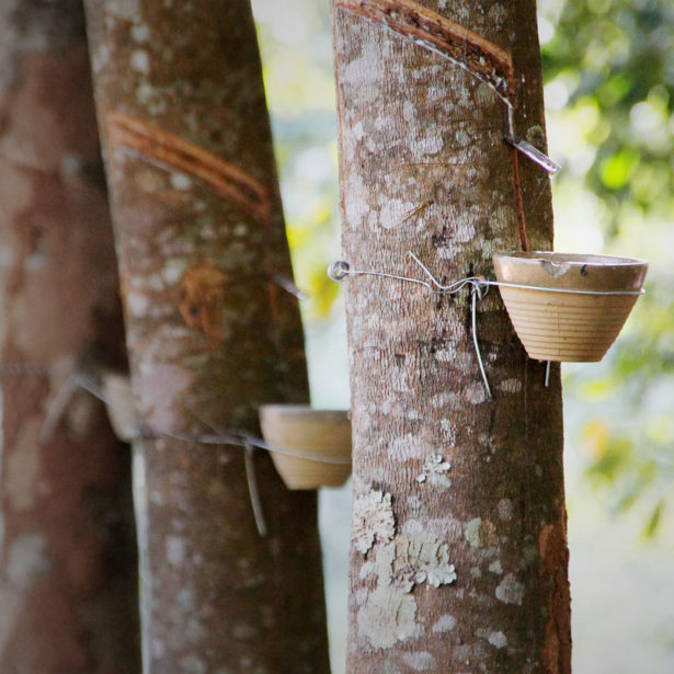 Natural Rubber Processing for Industrial Sectors