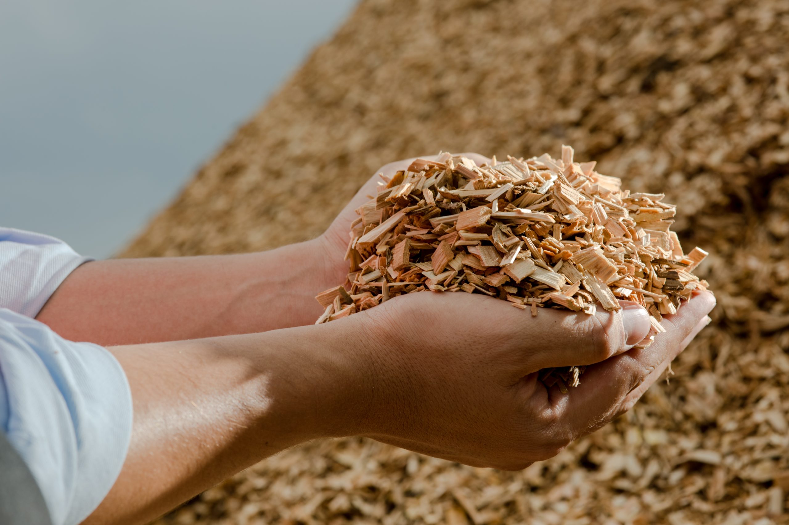 Hands,Holding,Wooden,Chips,From,Eucalyptus,Trees,As,Fuel,For | Carrier Vibrating Equipment, Inc. | Process & Foundry Equipment Hands,Holding,Wooden,Chips,From,Eucalyptus,Trees,As,Fuel,For